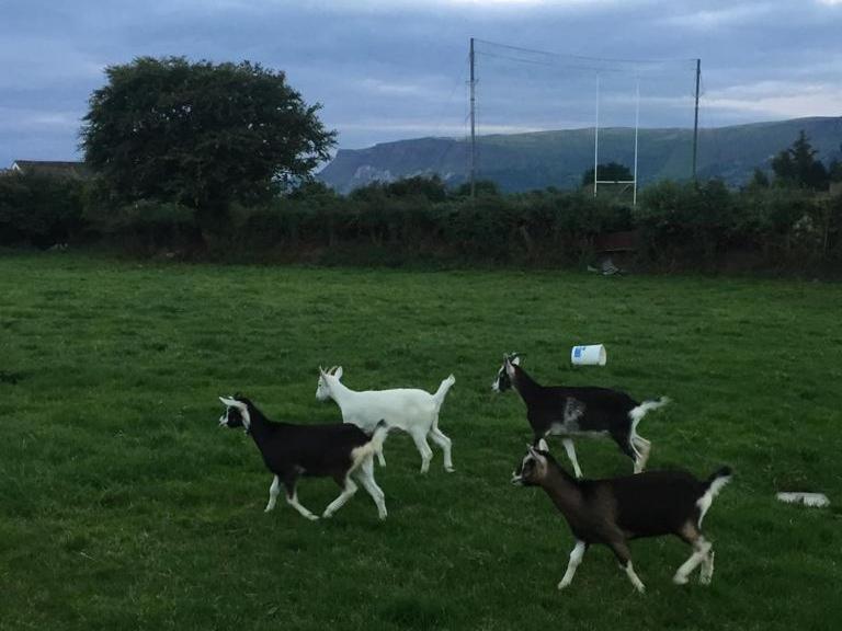 Glendale Bed And Breakfast, Cushendall Bagian luar foto